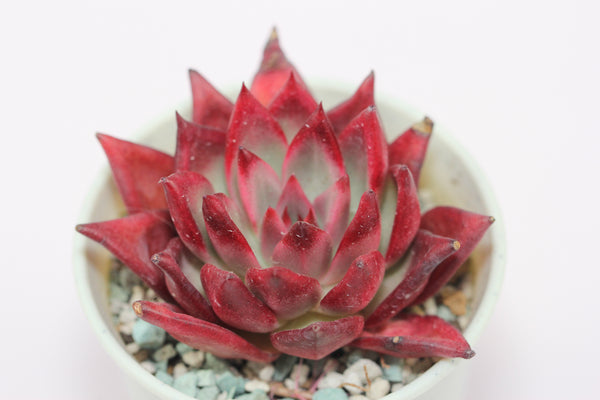 Echeveria spp. (L)