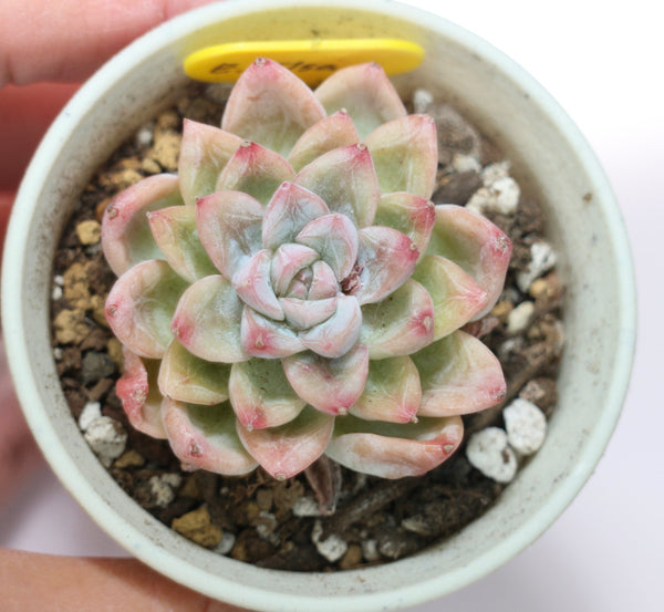 E. Elisa