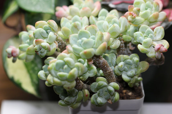 Sedum Clavatum