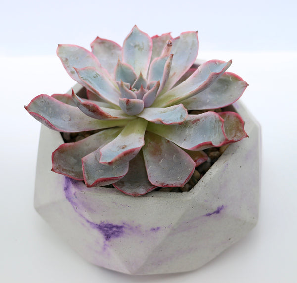 Geometric Concrete Planter with Korean Succulent.