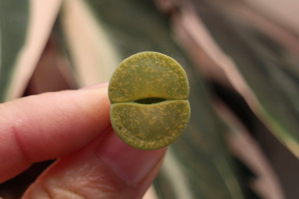 Lithop spp.