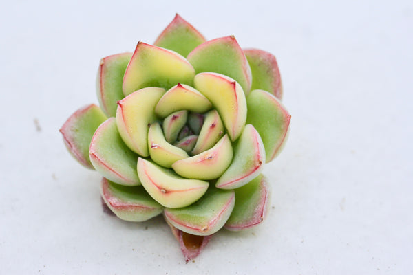 Fiesta (variegated) - very rare