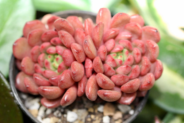 Pink Ruby