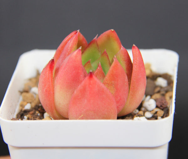Echeveria spp.