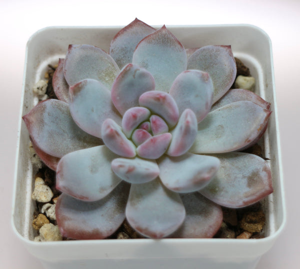 E. Elegans Potosina