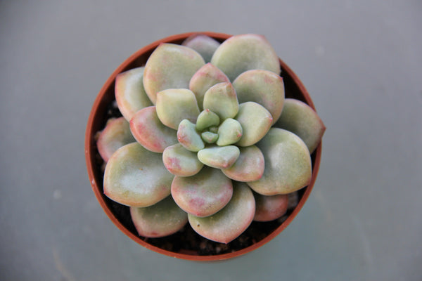 Echeveria Amor Party