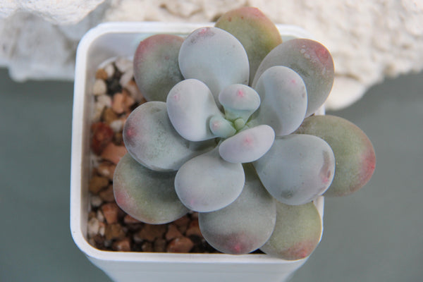 Pachyphytum cv Momobijin