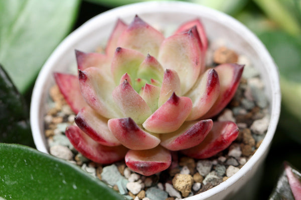 E. Colorata