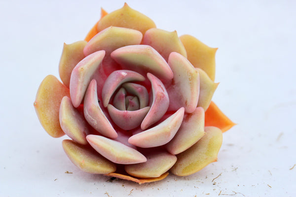 E. Minima hyb. Roid