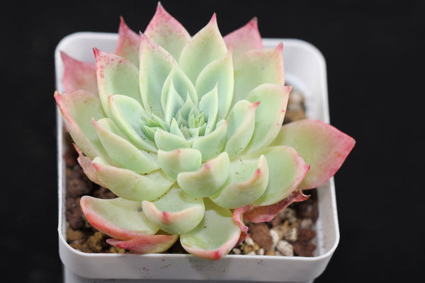 E. Pansy