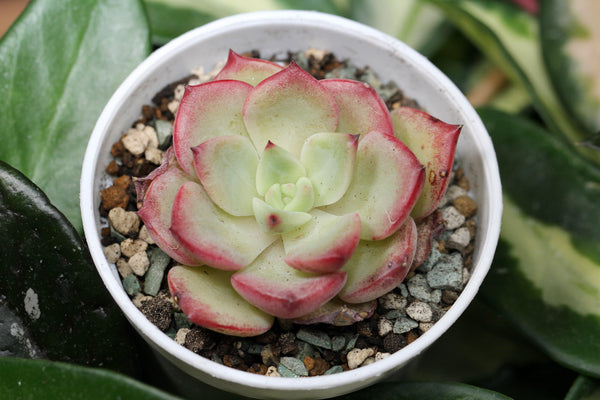 E. Sensation