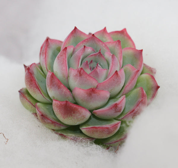 E.Silhouette