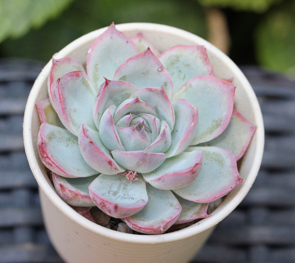 Echeveria Silhouette