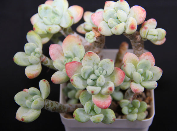 Sedum Clavatum