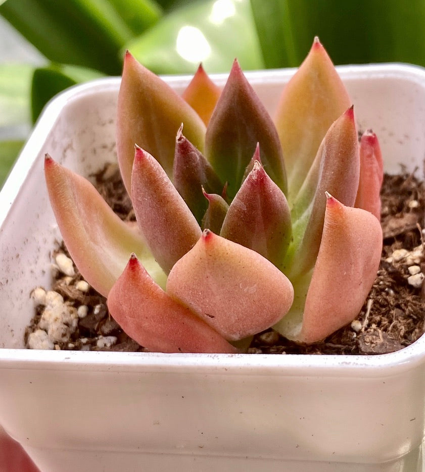 Echeveria Spp.