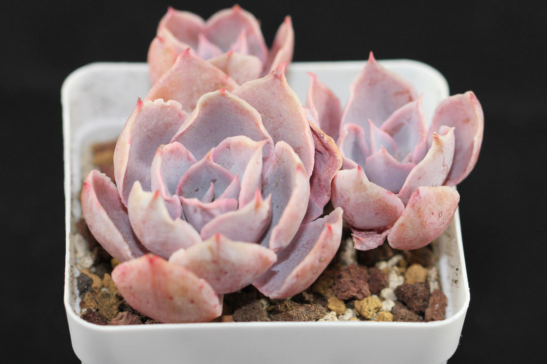 Echeveria cv Pinky (cluster)