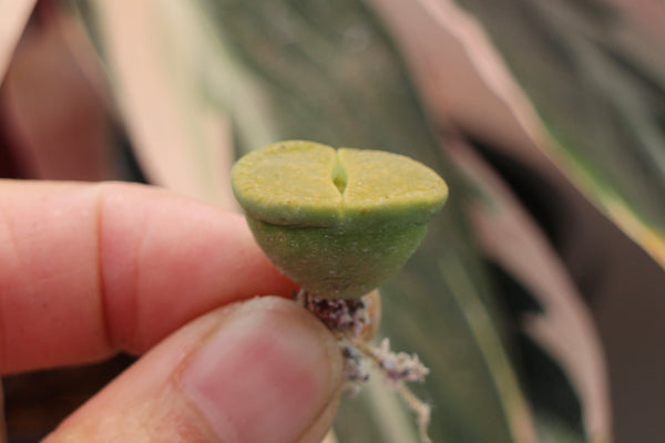Lithop spp.