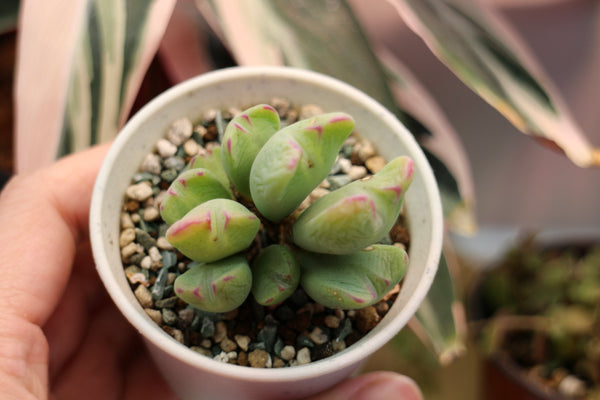 Conophytum Bilobum