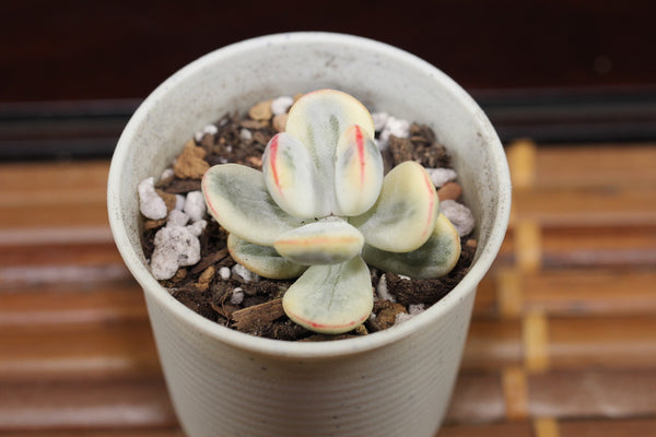 Cotyledon Orbiculata cv Variegated