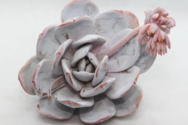 E.Laui