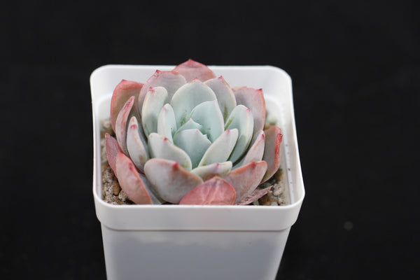 E. Ice Purple