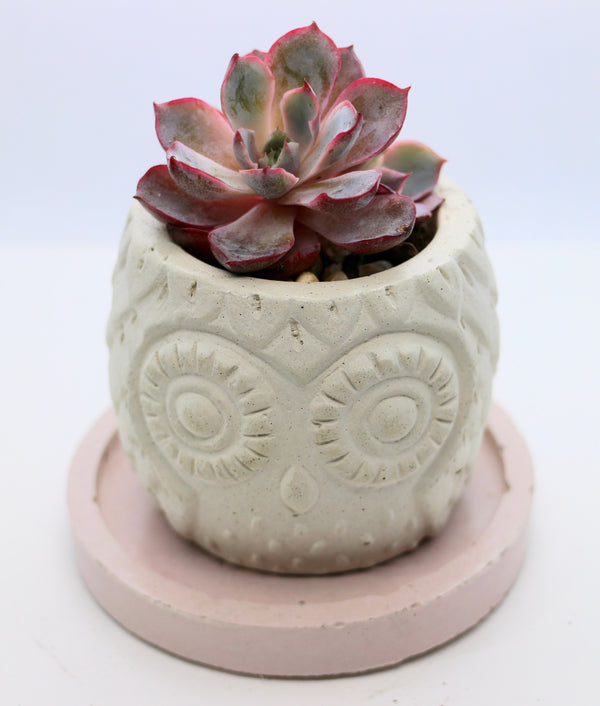 Handmade Owl Planter with Rare Korean Succulent