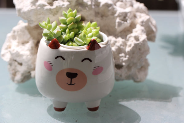 Animal Planters