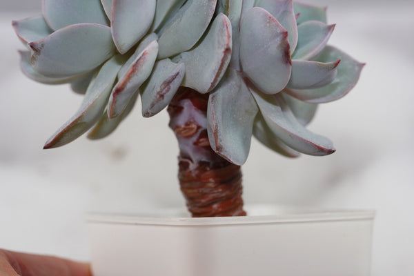 Echeveria sp. Hakuhou (mature and tree like)