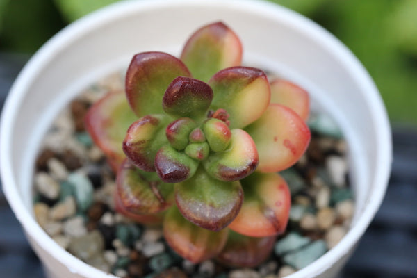 Sedum Lucidum Obesum (var)