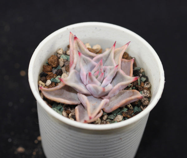 E.Madiba