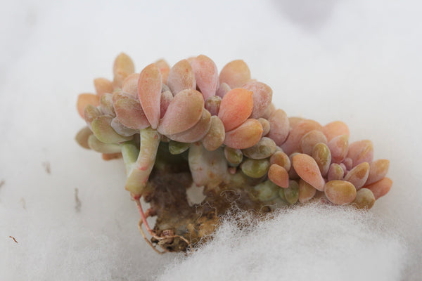 Cremneria Expatriata f. Cristata