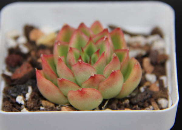 Echeveria Nominoe