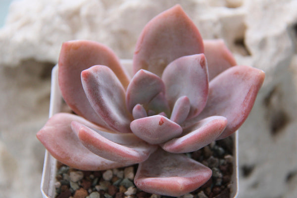 Echeveria Missing You