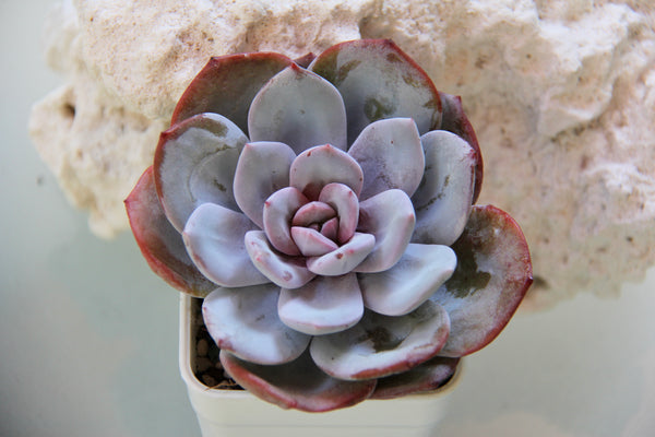 Echeveria Cream Tea (L)