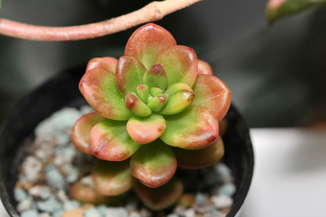 Sedum Lucidum Obesum (var.)