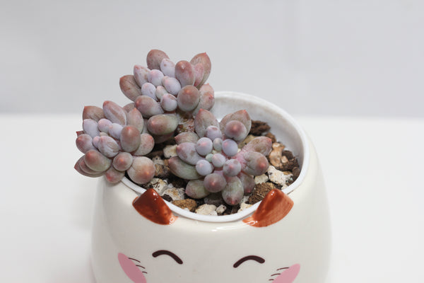 Animal Planters