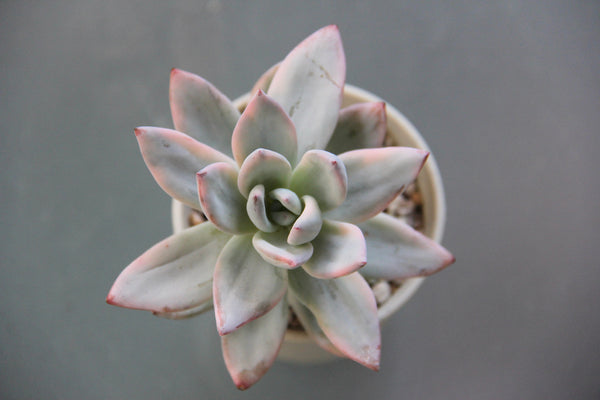 E. Simonoasa (Powder Puff)
