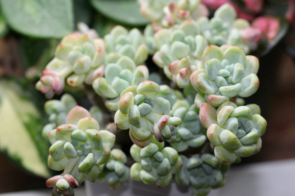 Sedum Clavatum