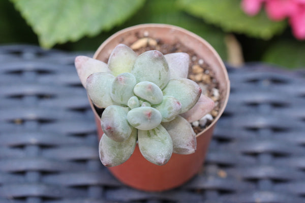 Echeveria Apple Beauty