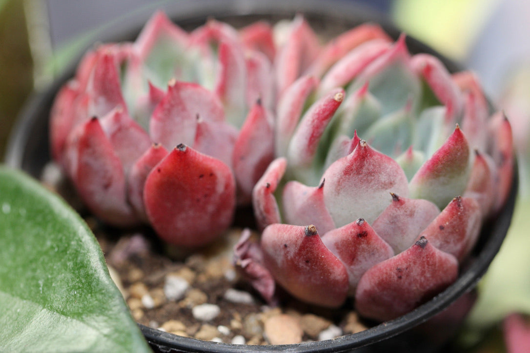 E. Cortes