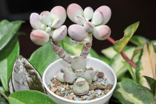 Cotyledon orbiculata cv