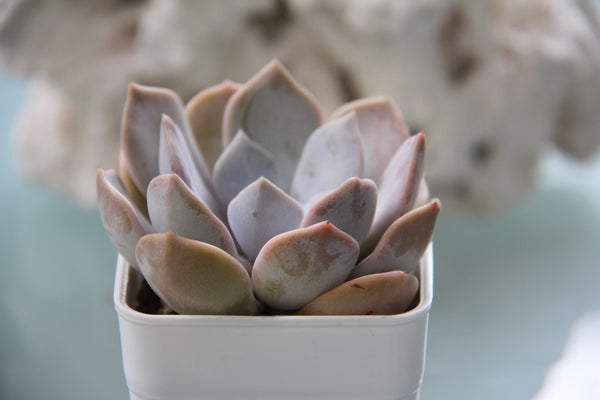 Echeveria Tiramisu (L)
