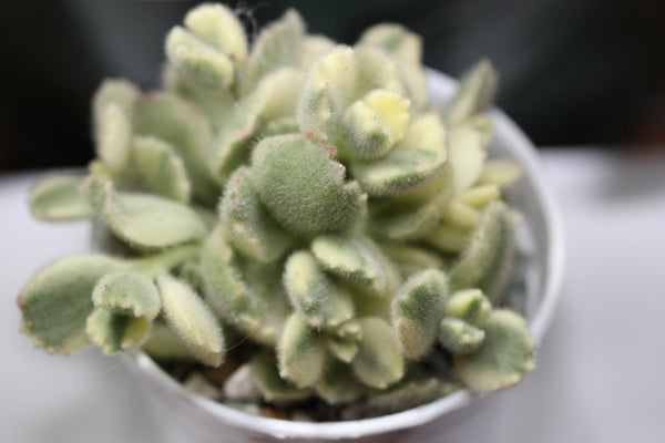 Cotyledon tomentosa f. variegata