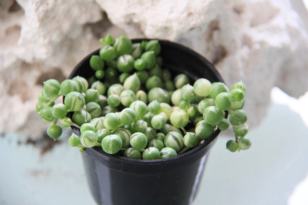 Spring of Pearls (variegate)