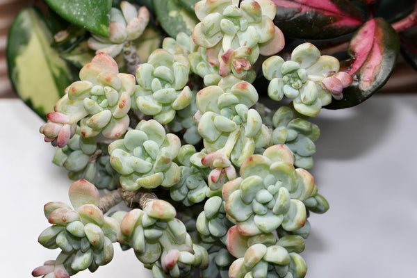 Sedum Clavatum