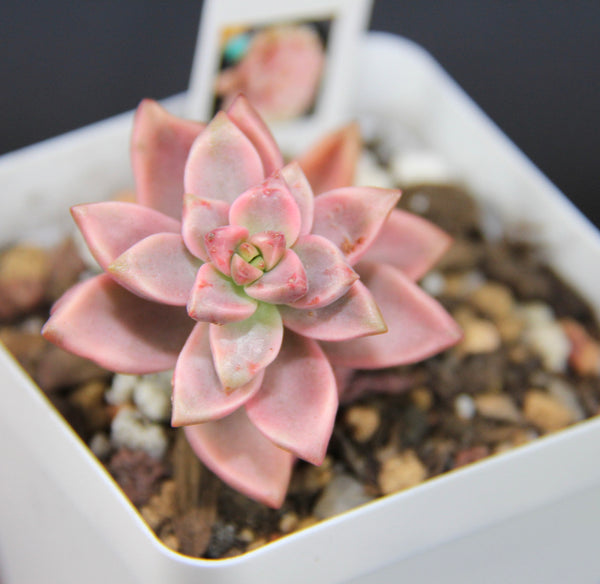 Graptoveria Gilva