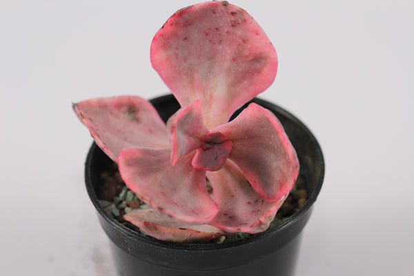 E. Golden State cv. variegata