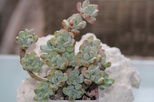 Sedum Clavatum (L)