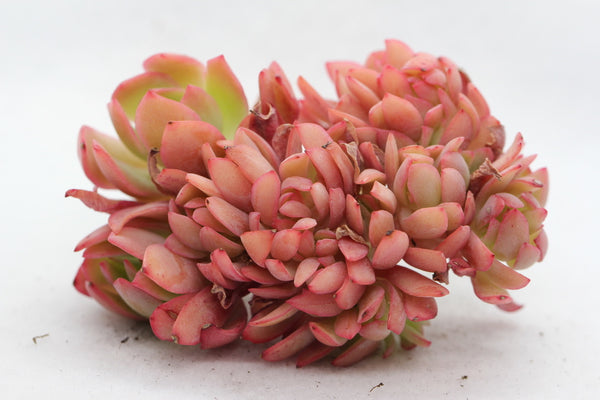 E. Luella (cluster)
