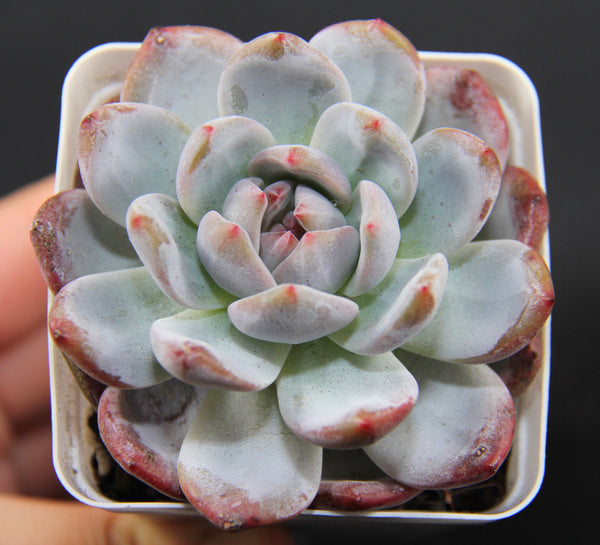 E.Monroe